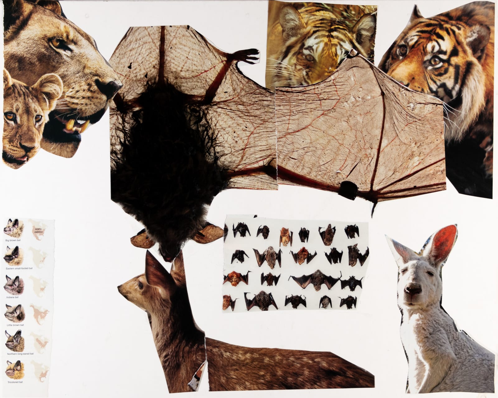 Jean Wilson, Untitled (Bats, Deer, Kangaroos, Lions and Tigerts), 2019