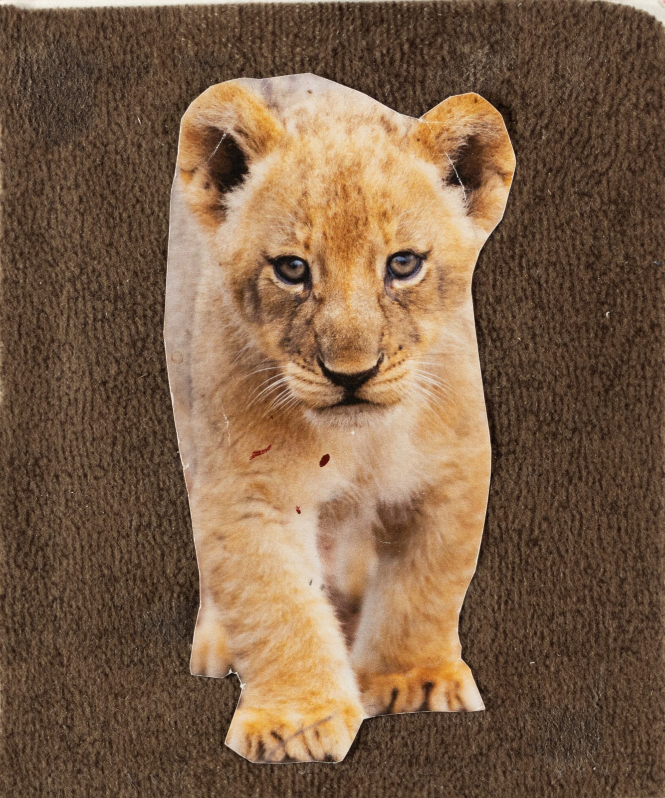 Stefan Harhaj, Cub, 2024