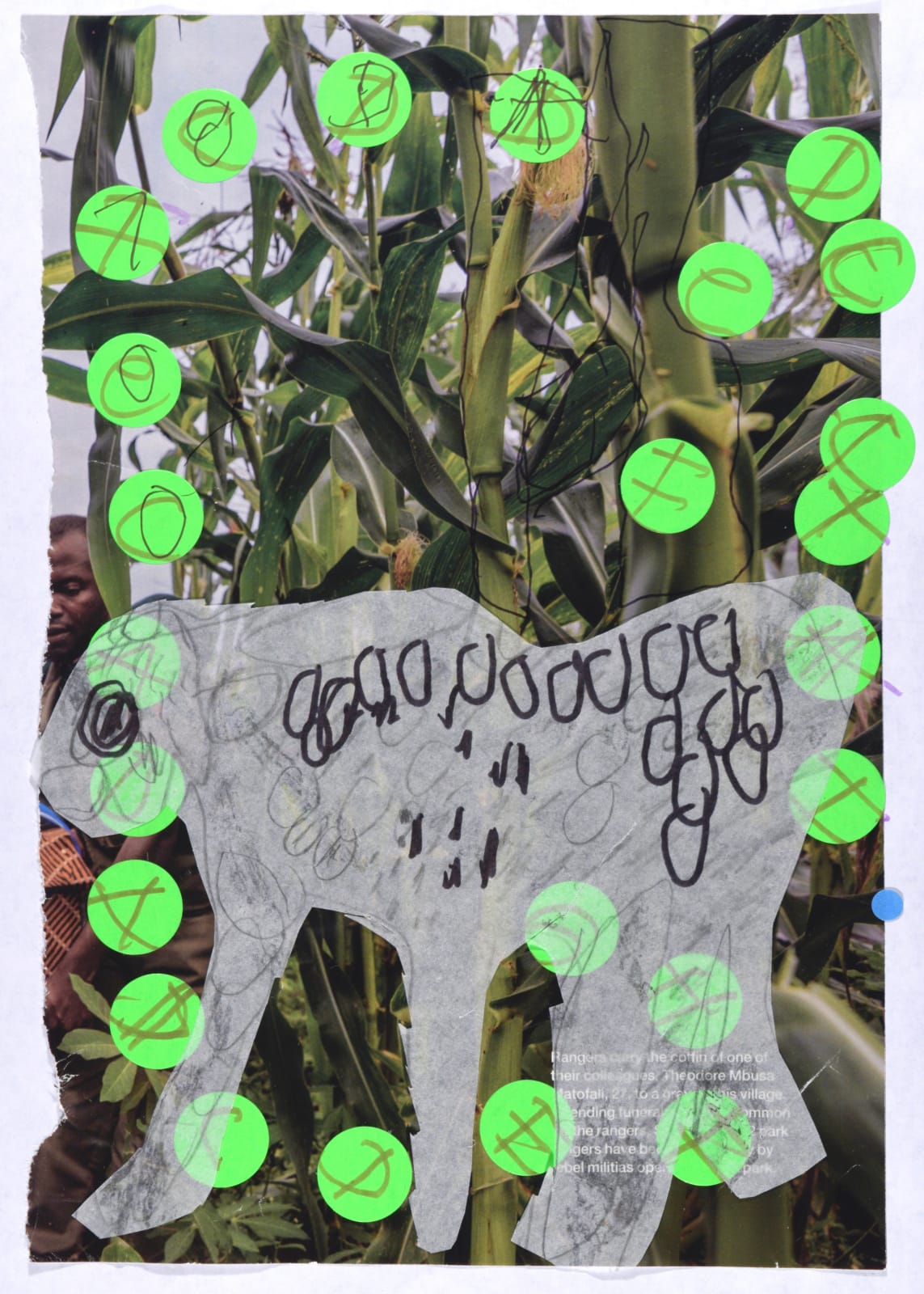 Lawrence M., Cheetah in Africa, 2019