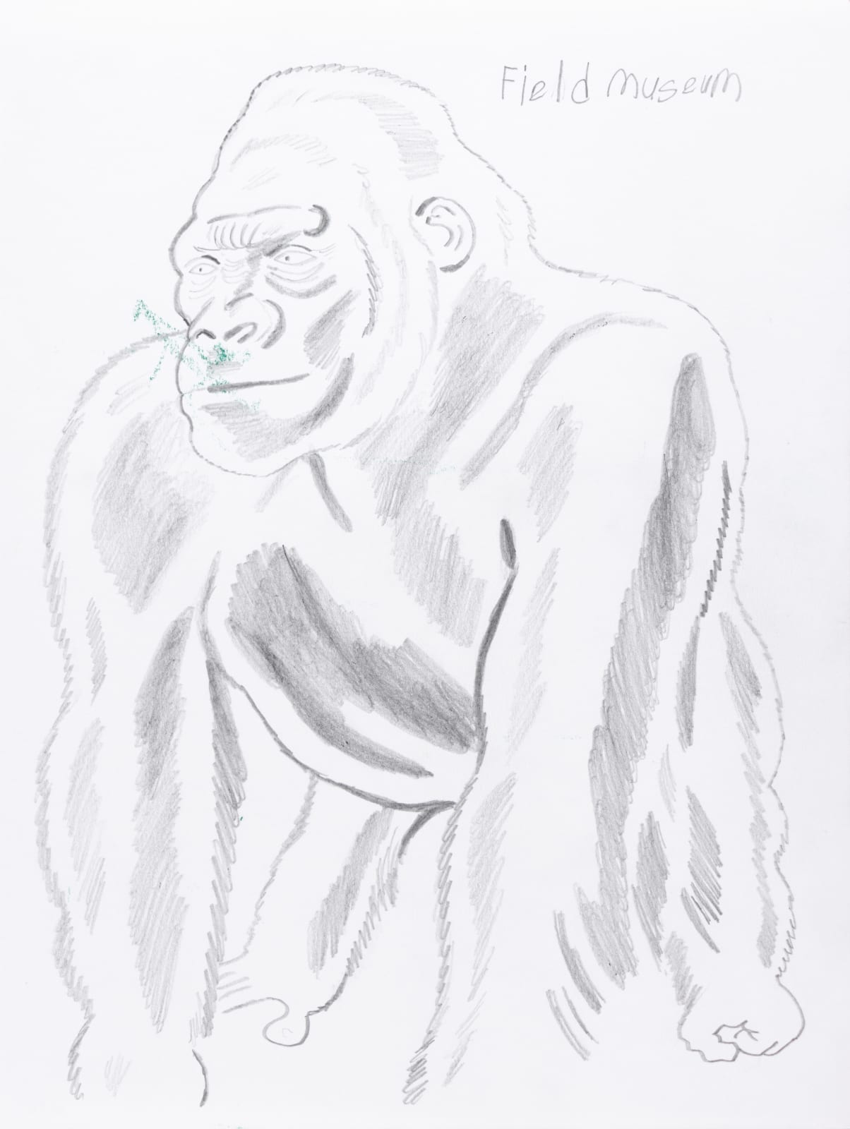 A drawing of a gorilla. Text reads 