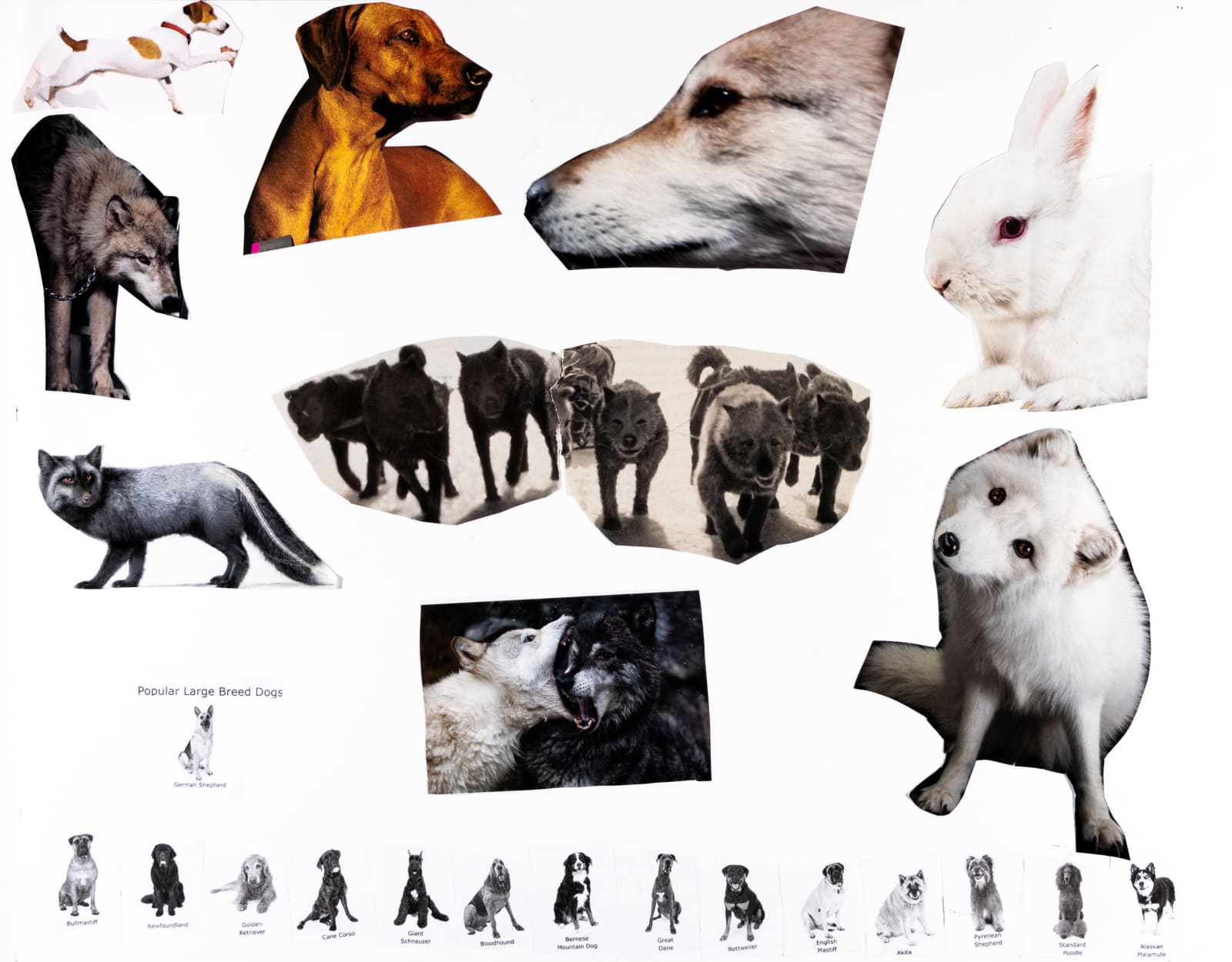 Jean Wilson, Untitled (Popular Large Breed Dogs), 2019