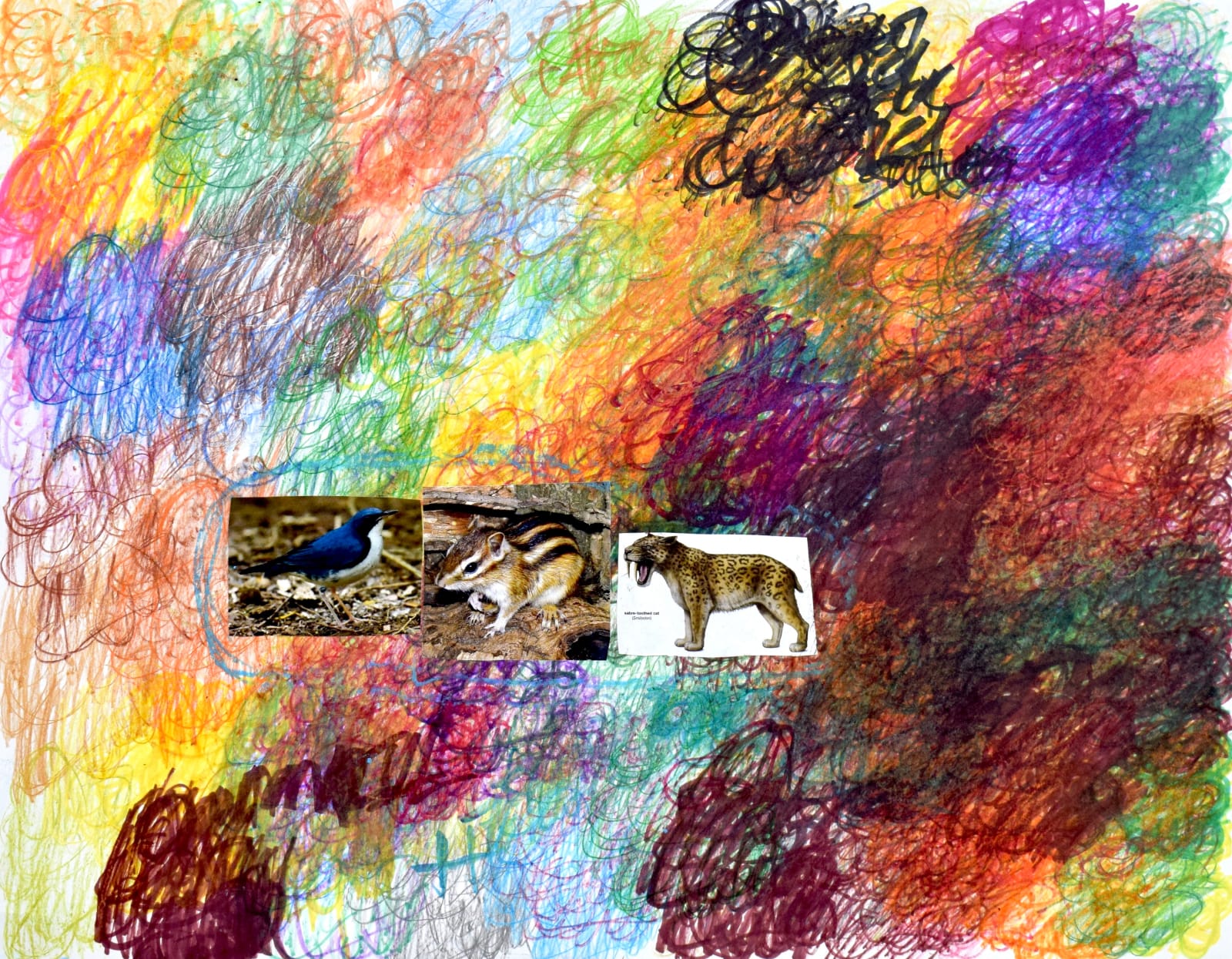 Lawrence M., Sabre Toothed Leopard, 2022