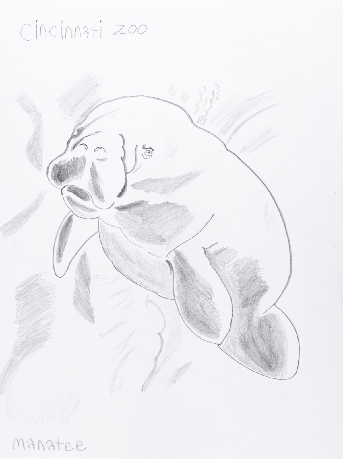 A drawing of a manatee. Text reading 