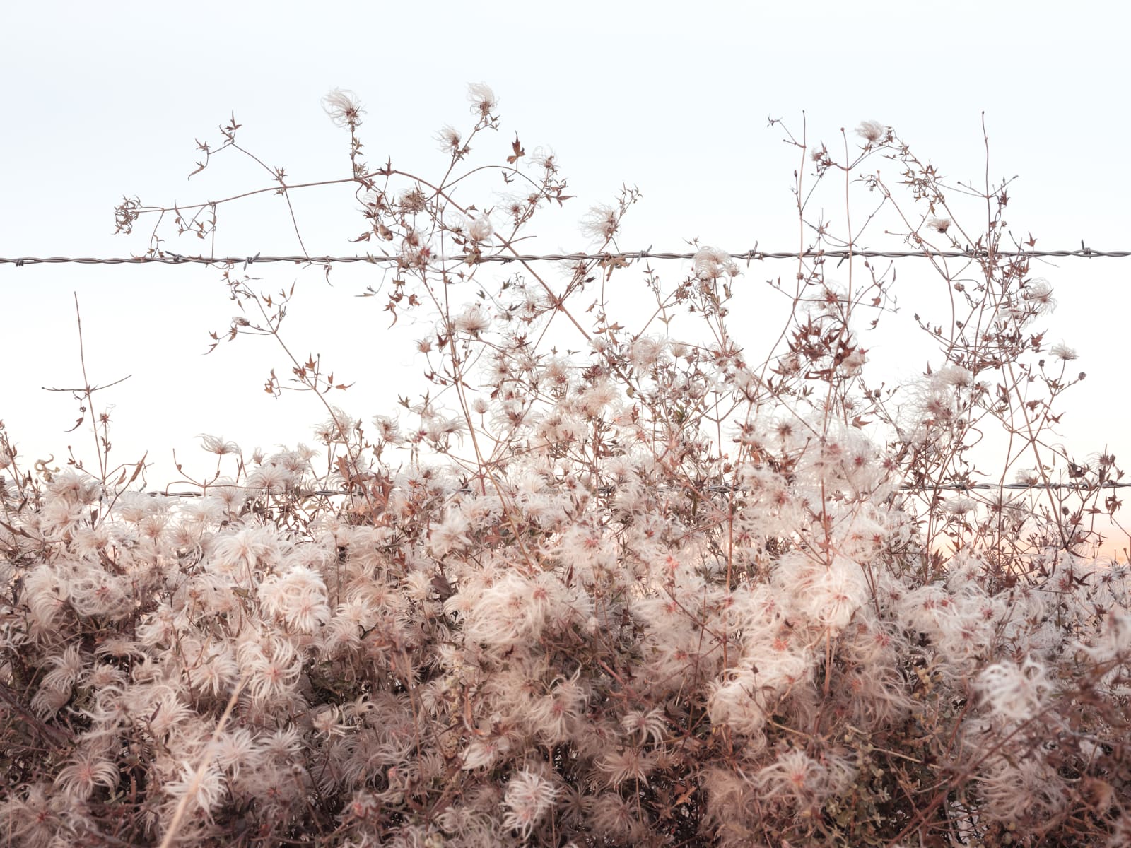 Kristin Kirkley, Old Man's Beard, 2018