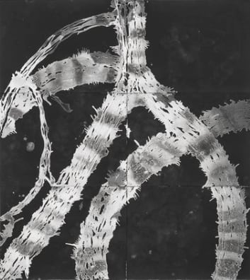 Madeline Irvine, Walking Tree