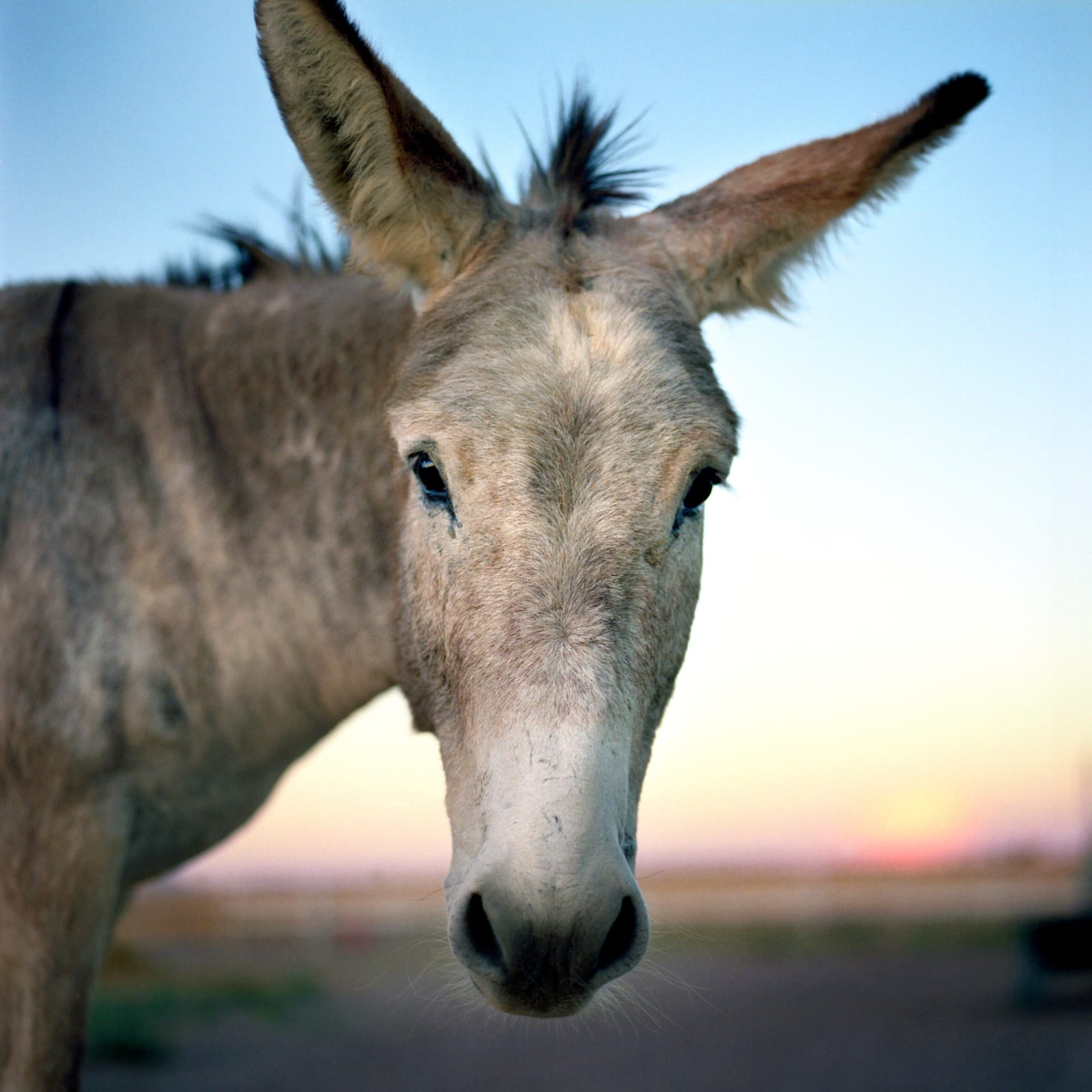Jill Johnson, Burro, 2014