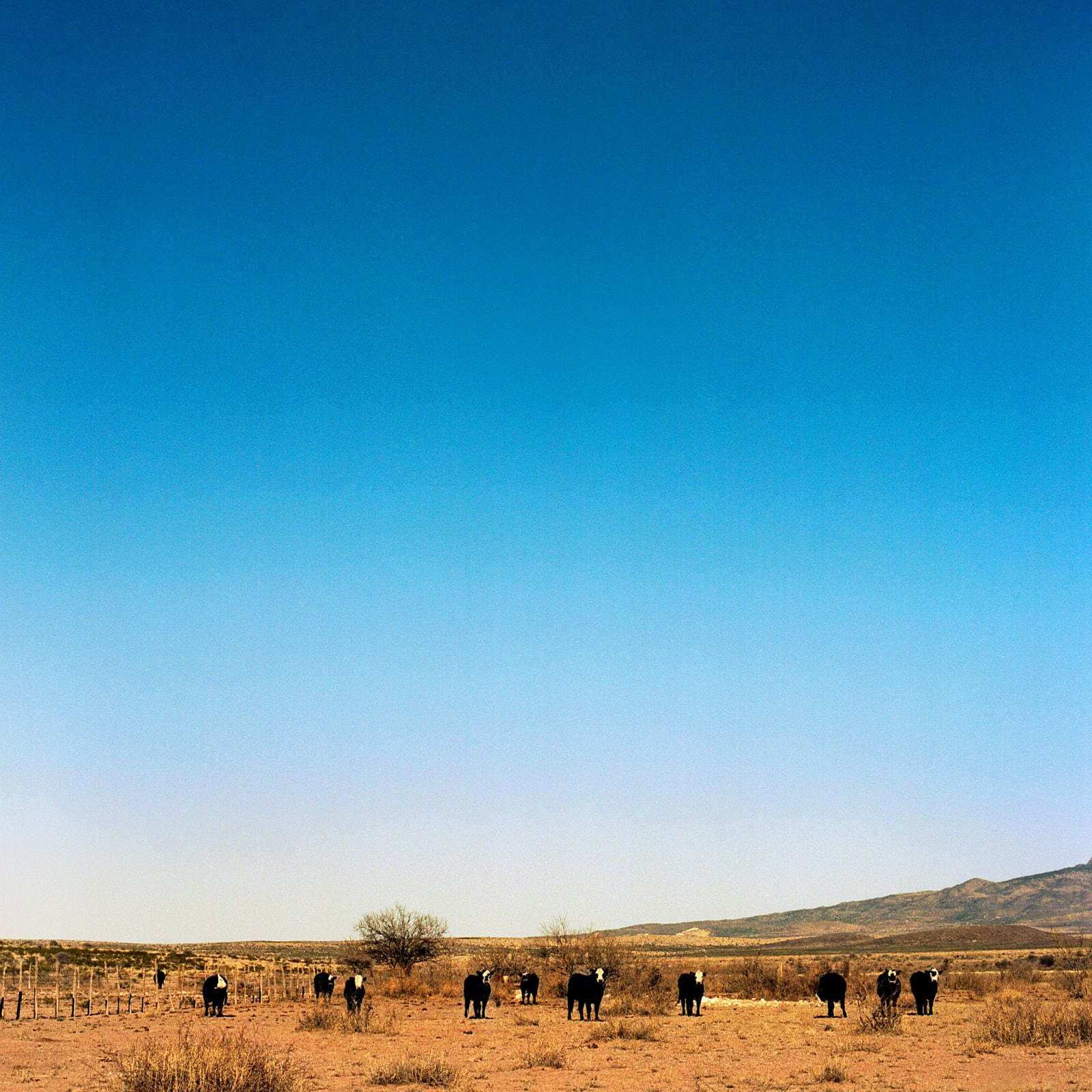 Jill Johnson, Black Baldy
