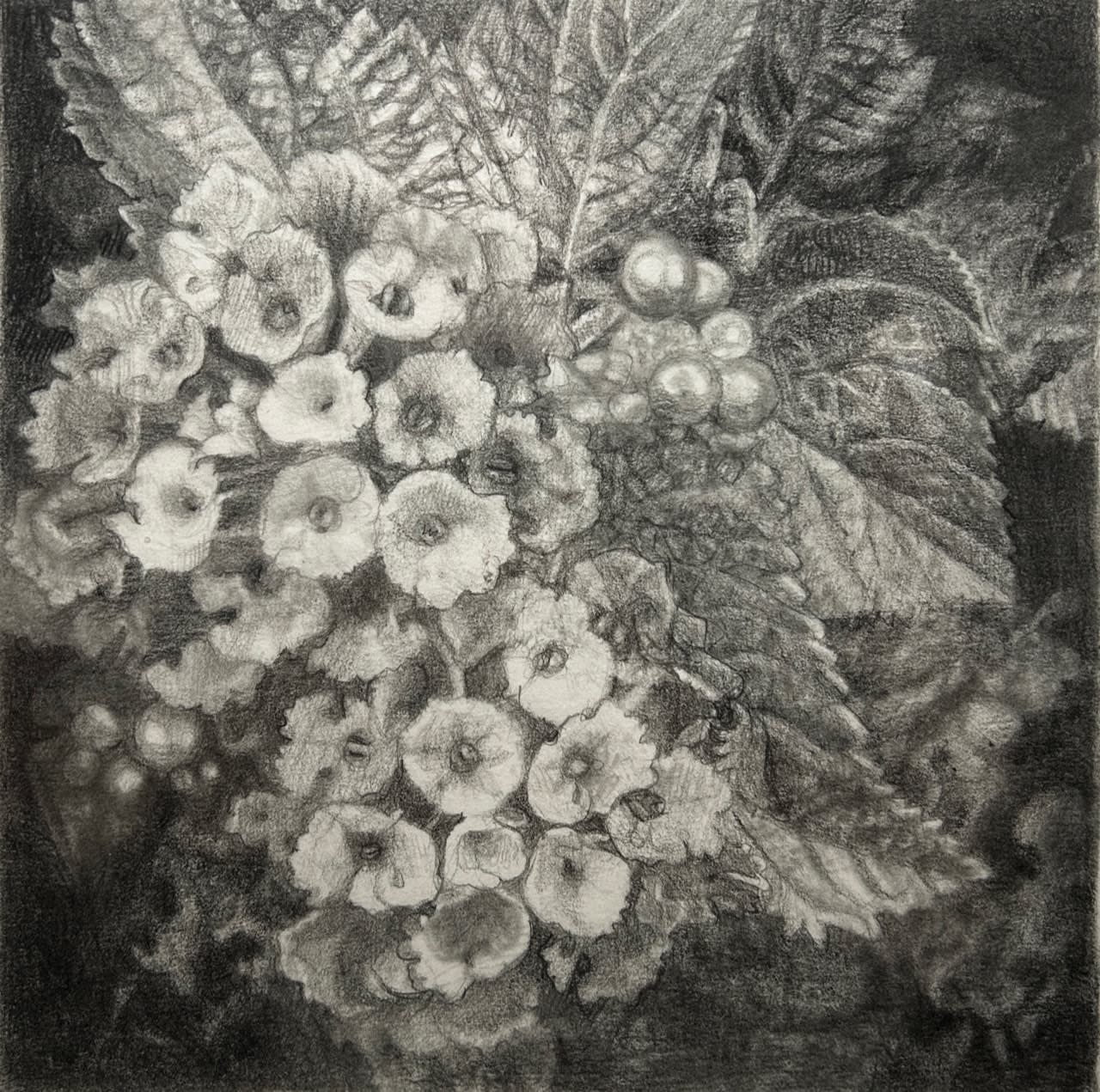 Ann Ekstrom, Lantana, 2023