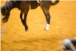 Rima Canaan Lee, Horse 2, 2014