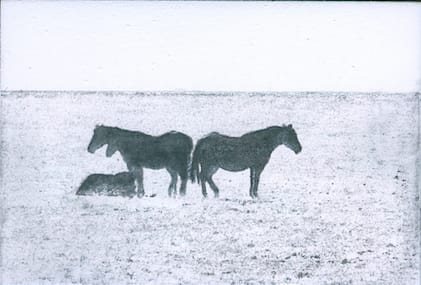 Katie Maratta, Horse Grouping #2, 2019