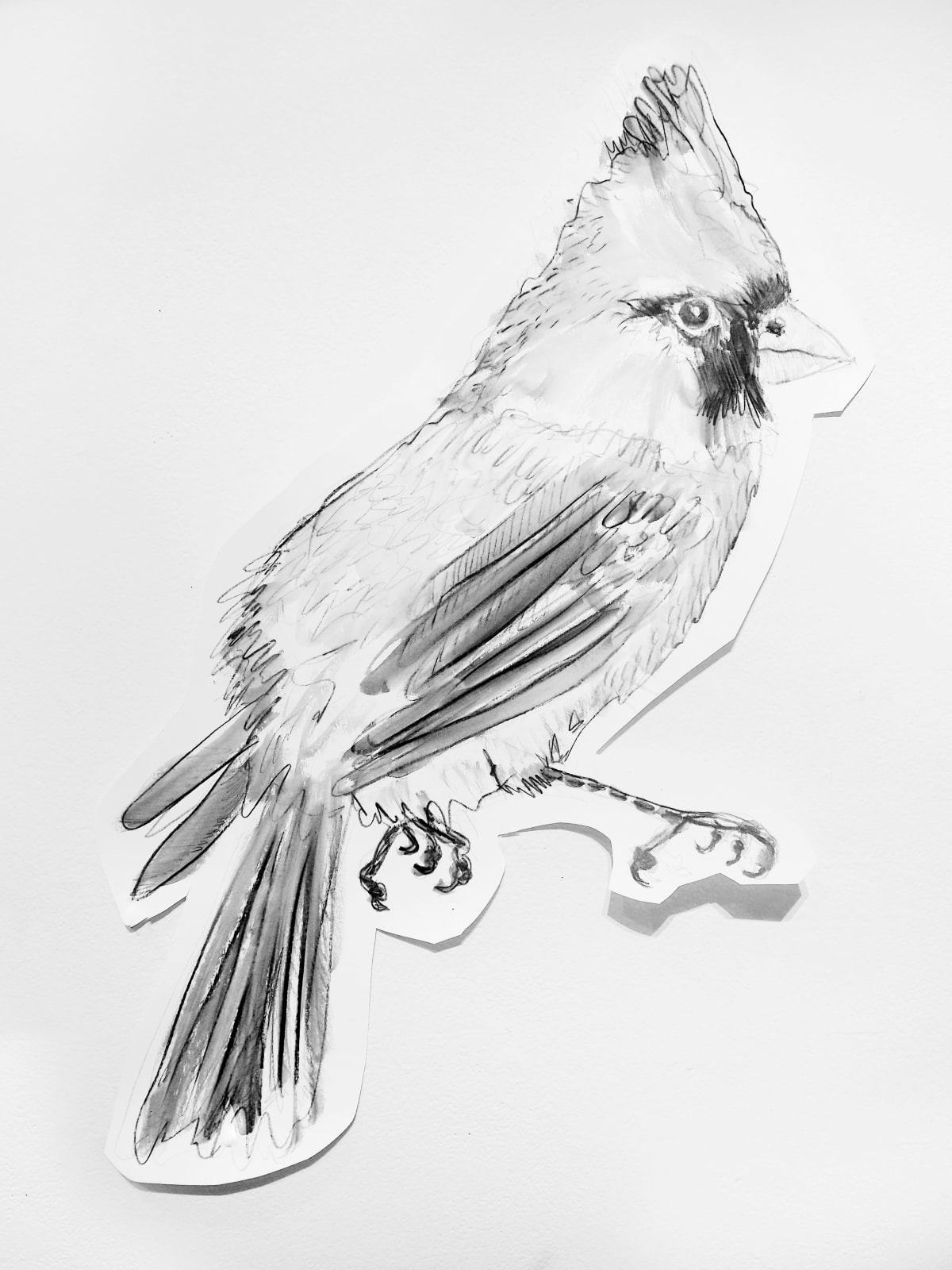 Jules Buck Jones, Northern Cardinal (Cardinalis cardinalis), 2019