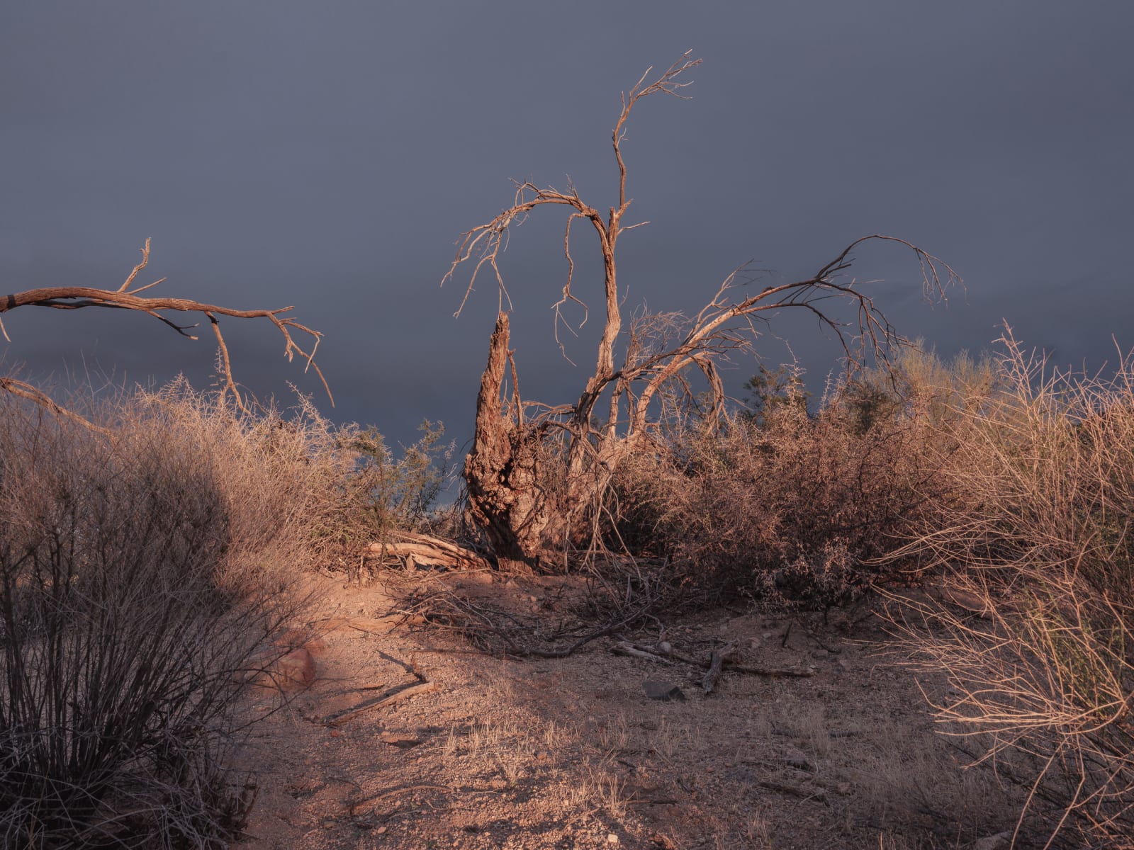 Kristin Kirkley, Desert Brush, 2018