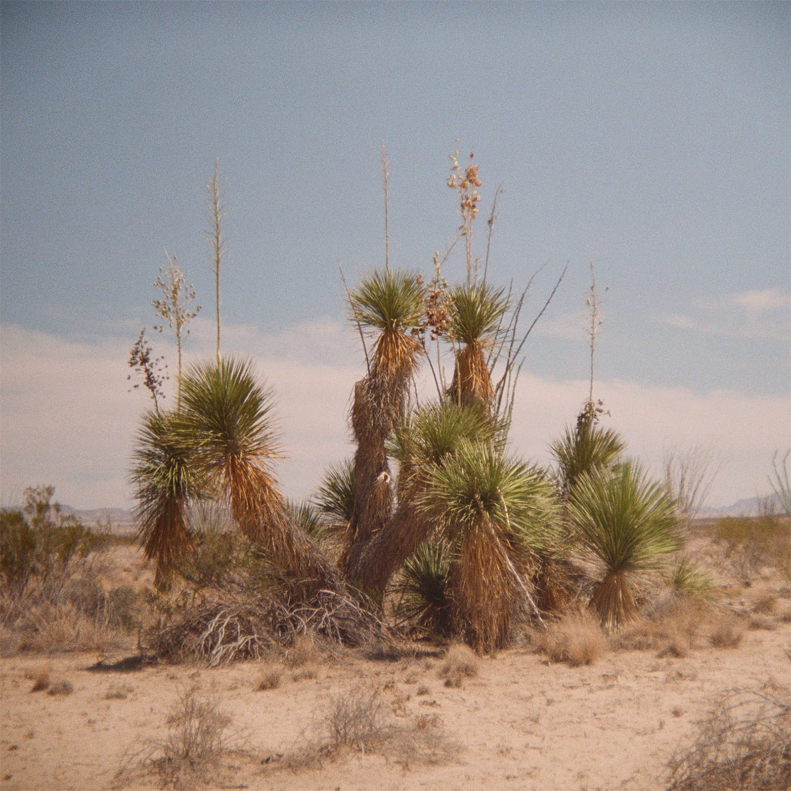 Jennifer Eggleston, Old Maverick Road Yucca Stand, 2024