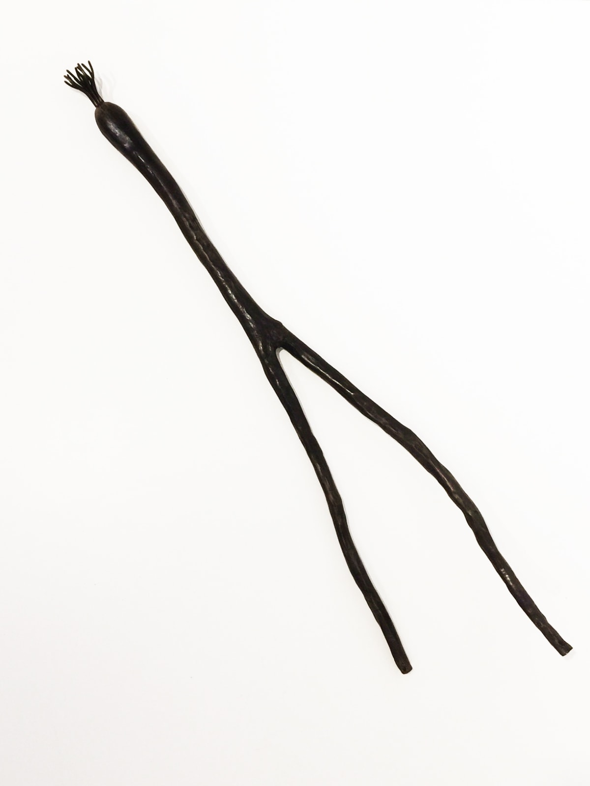 J.C. Pace III, 27" Green Onion, 2018