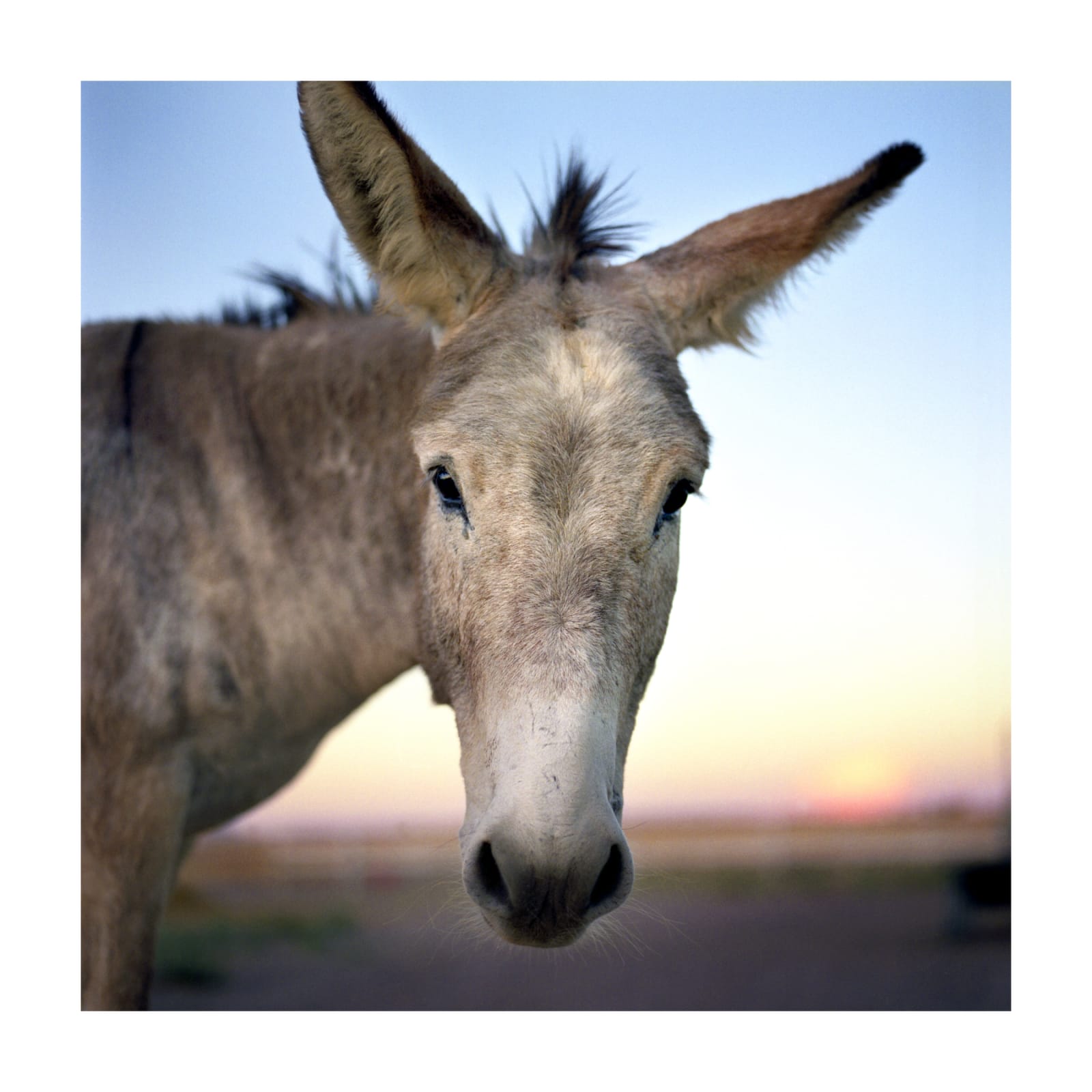 Jill Johnson, Donkey, 2014