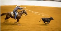 Rima Canaan Lee, Roping, 2014