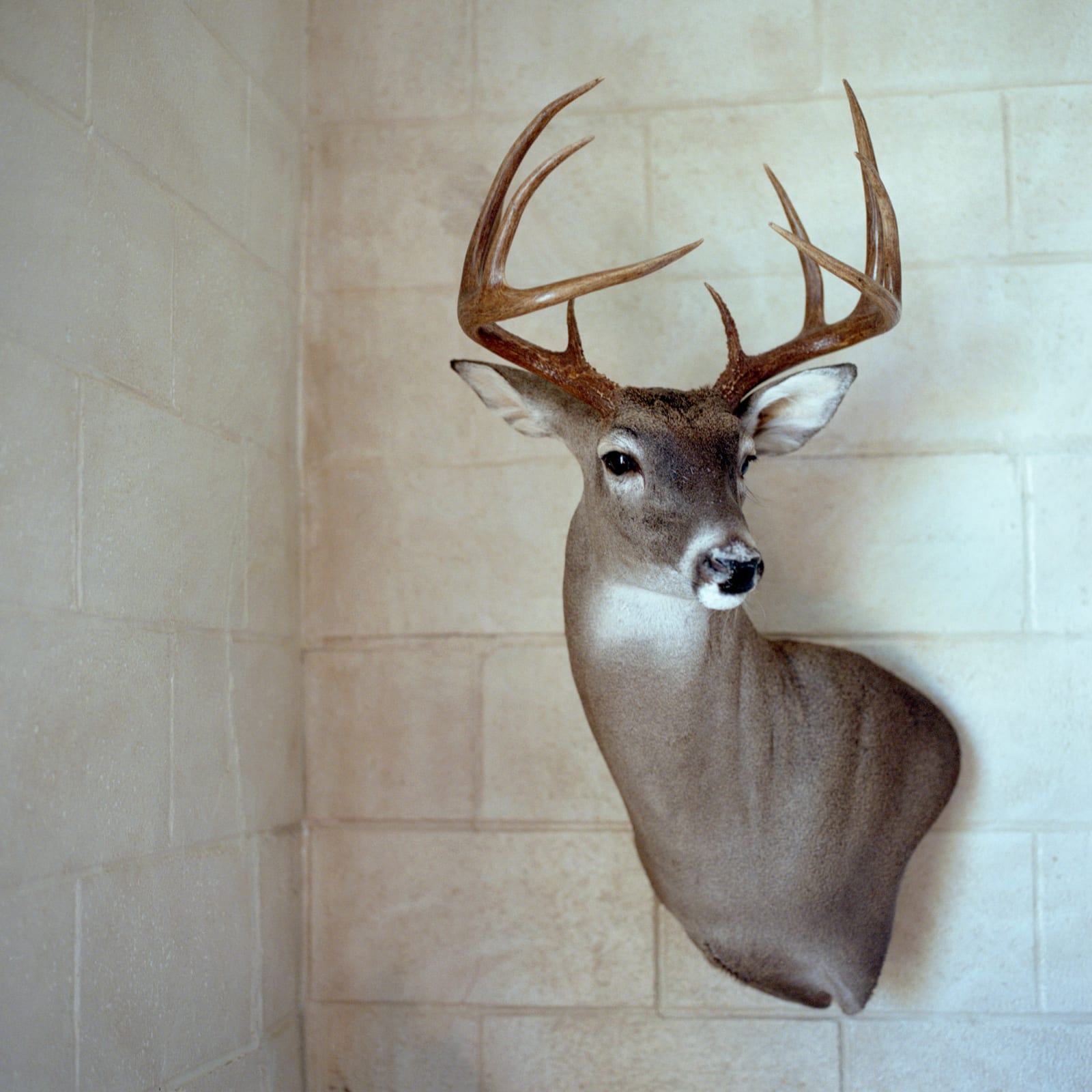 Jill Johnson, Gamehead