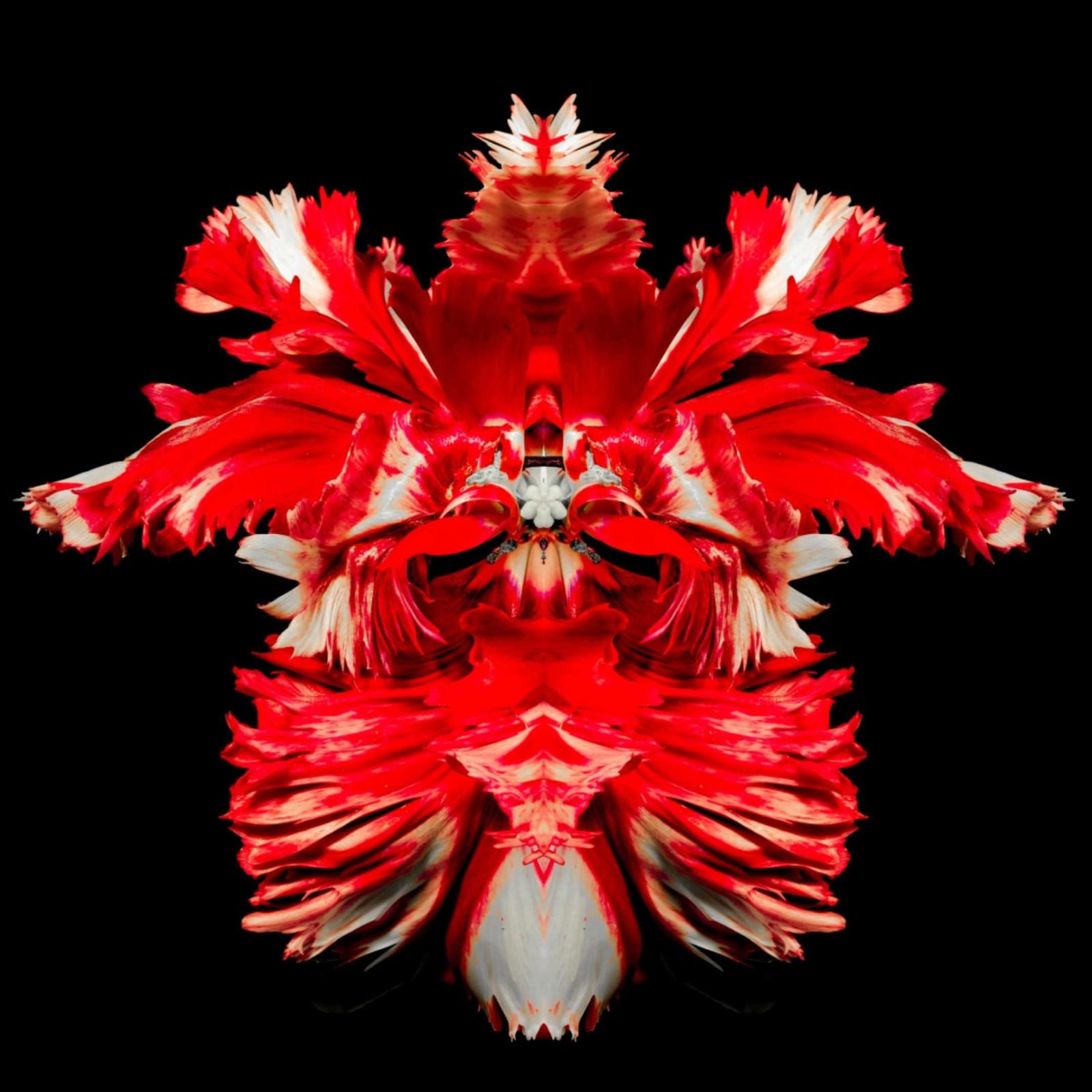 Jeff Robb, Red Brachyura