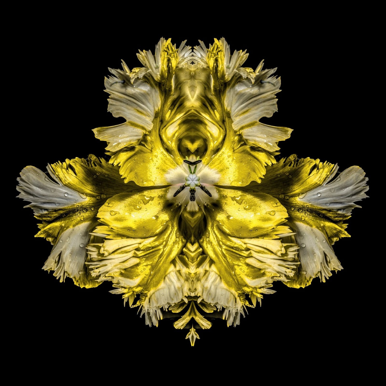 Jeff Robb, Gold Baroque, 2021