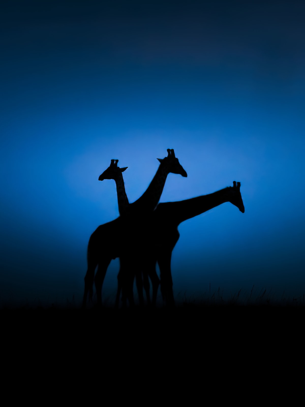 Dhir Jakharia, Photography; The Trio