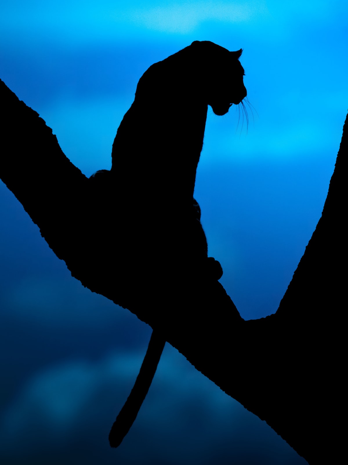 Dhir Jakharia, Photography; Lurking