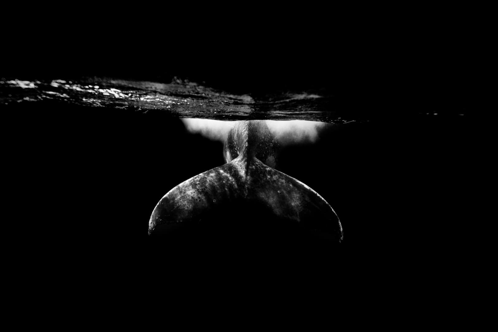 Kurt Arrigo, Photography; Humpback