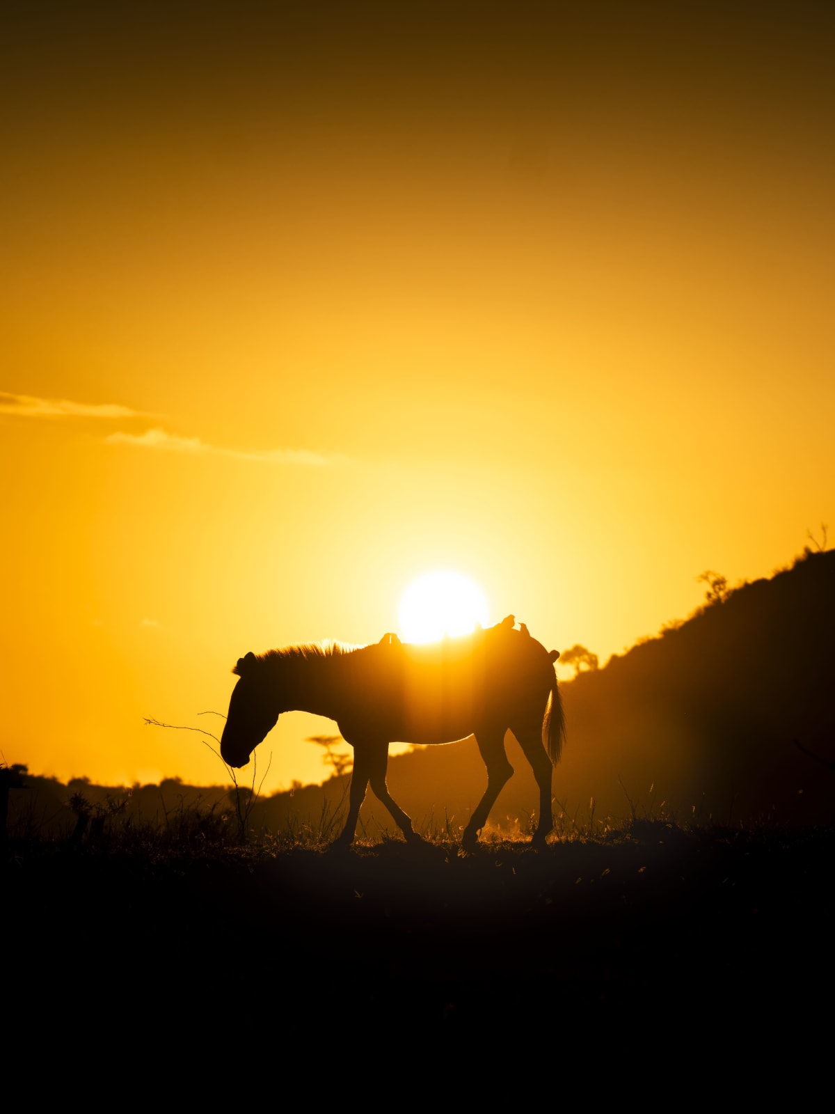 Dhir Jakharia, Photography; Golden Power