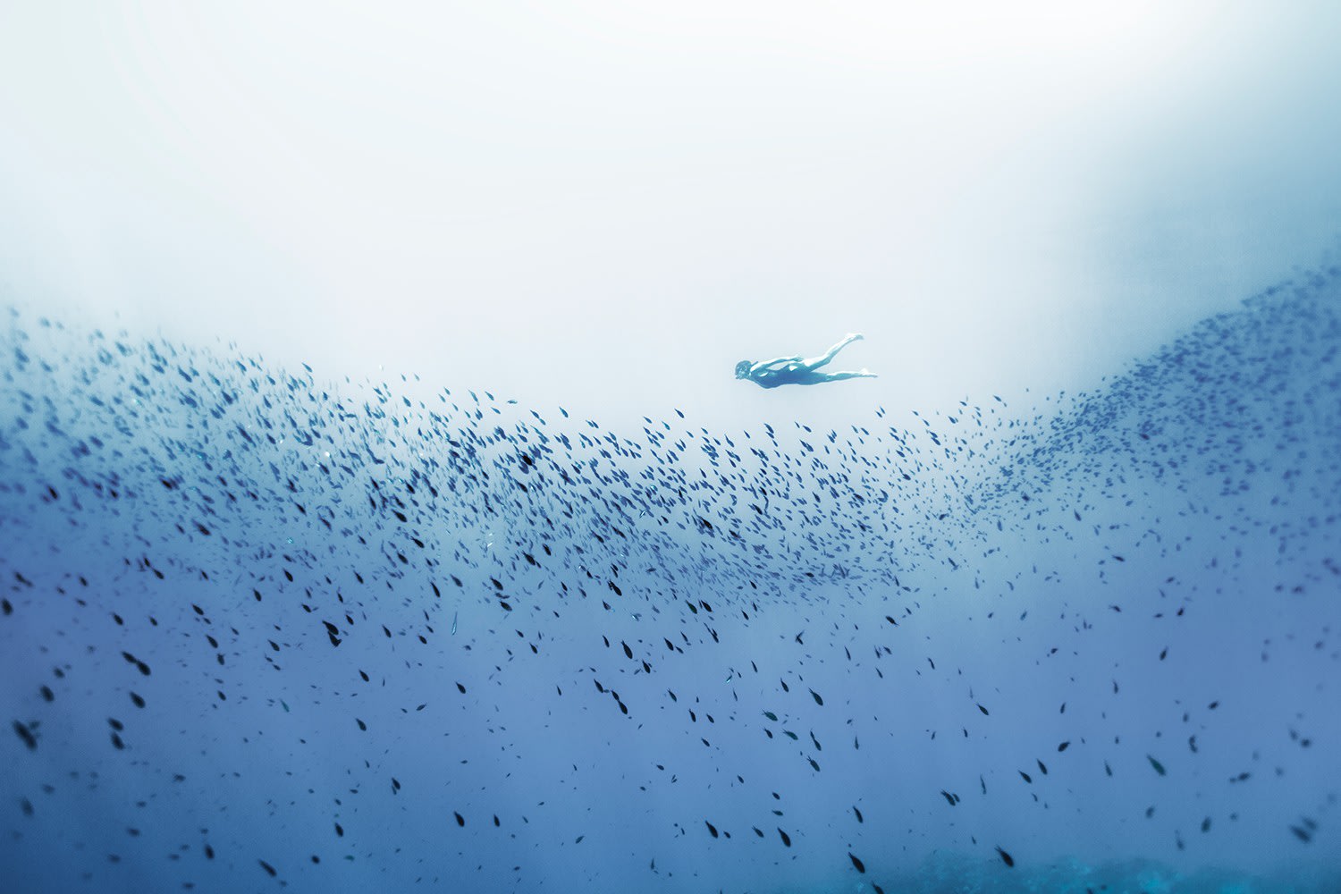 Enric Gener, Photography; Freedive 190627