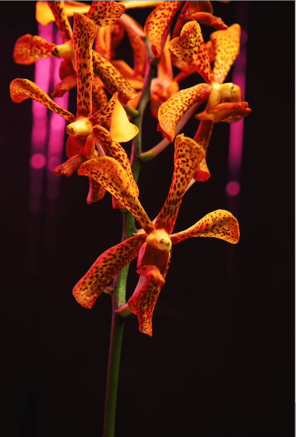 Namsa Leuba, La danse from the series "illusion" made in Tahiti , 2019