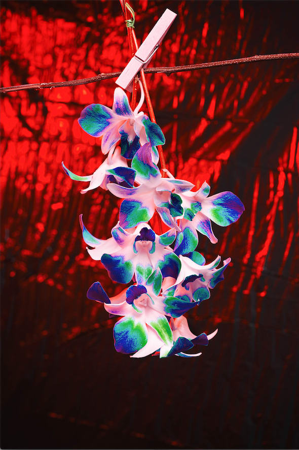 Namsa Leuba, Les orchidées de la tentation from the series "illusion" made in Tahiti , 2019