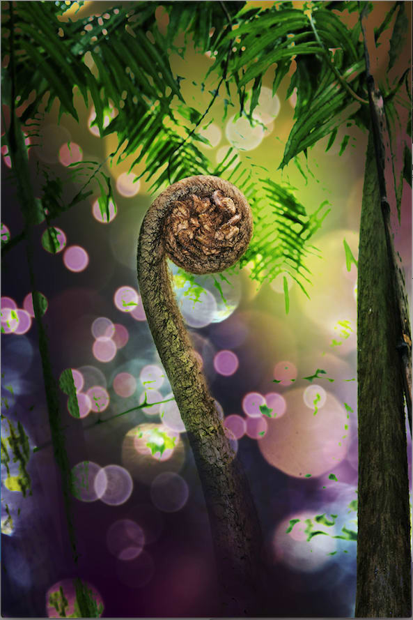 Namsa Leuba, Fougère from the series "illusion" made in Tahiti , 2019