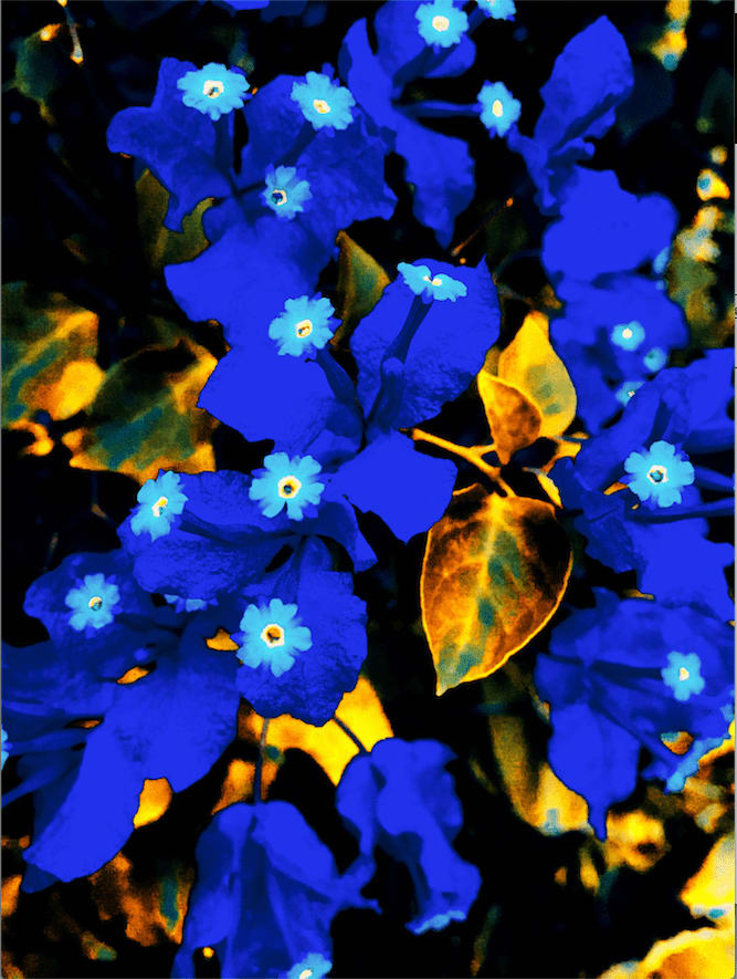 Namsa Leuba, Fleurs bleues from the series "illusion" made in Tahiti , 2019