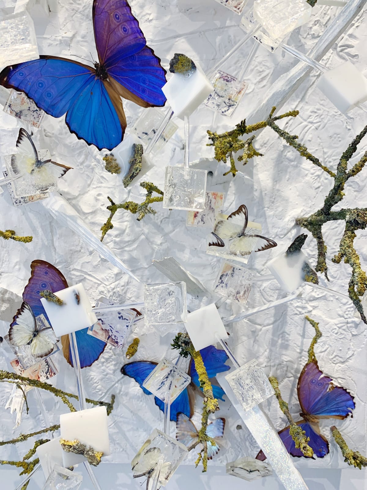 ROD and the Domestic Partner, Butterfly Effect #1, 2021