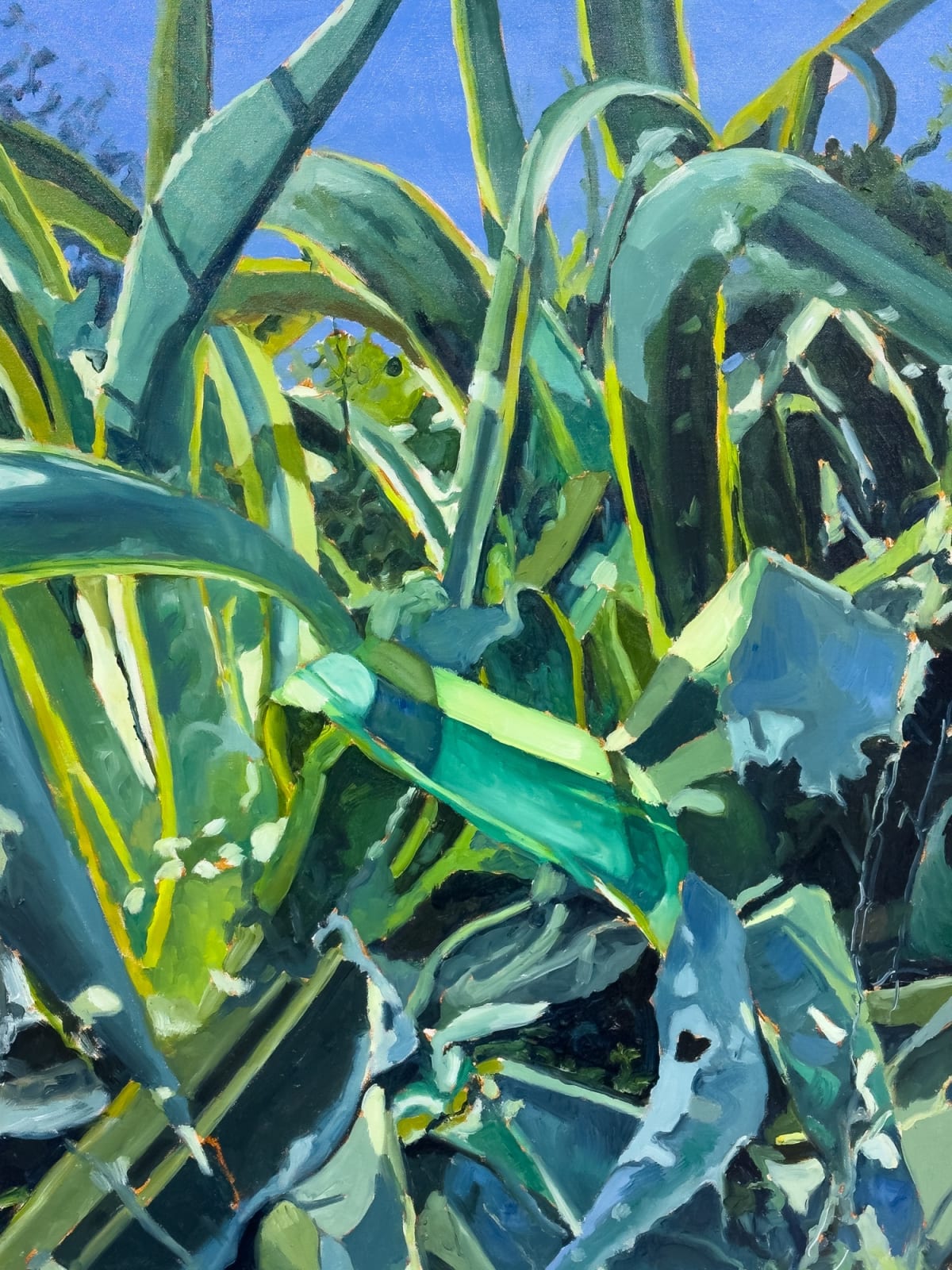 Martinho Costa, Cactos em S Martinho, 2024