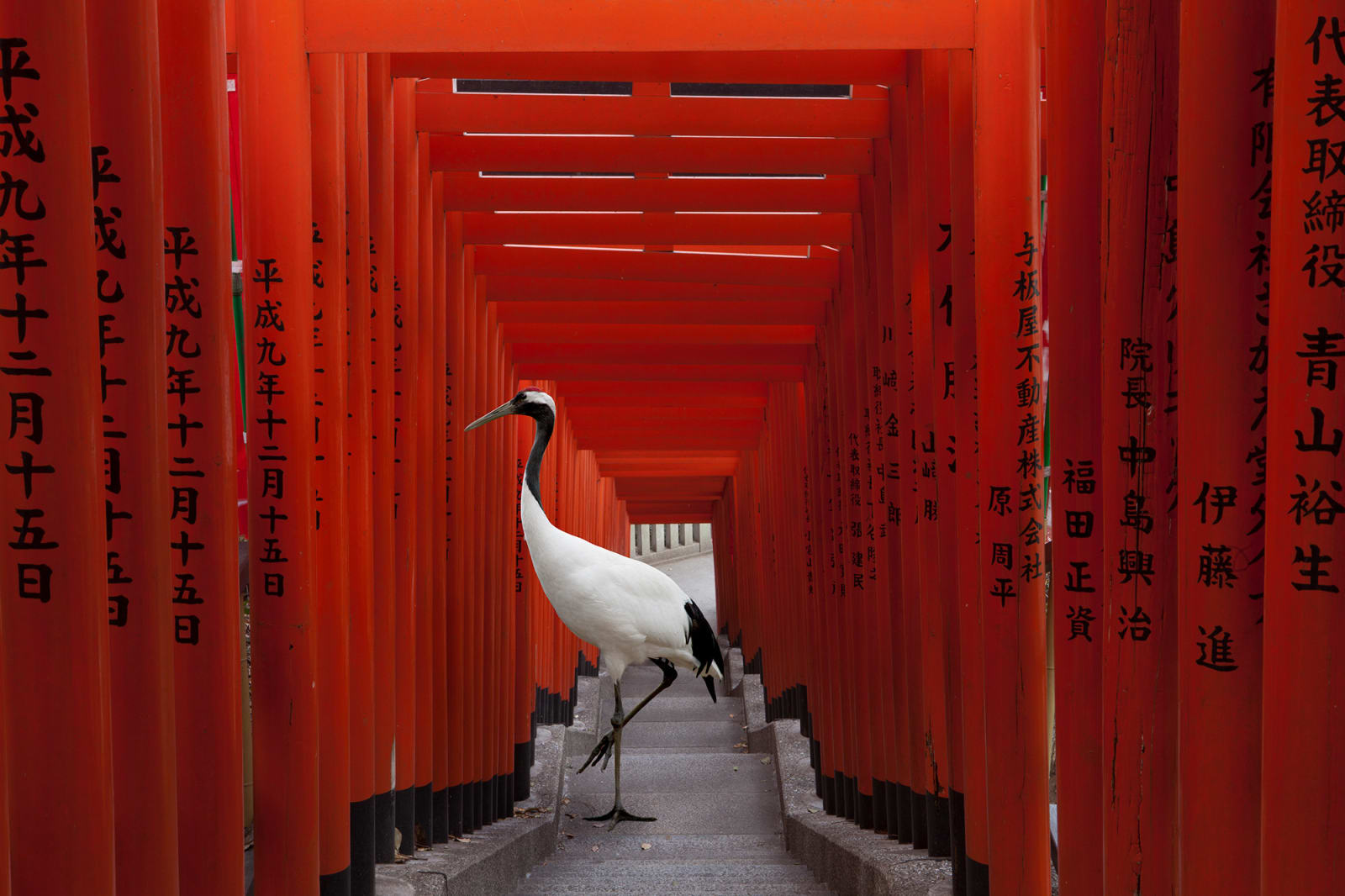 Karen Knorr, The Journey, Hie Torii, Tokyo , 2012