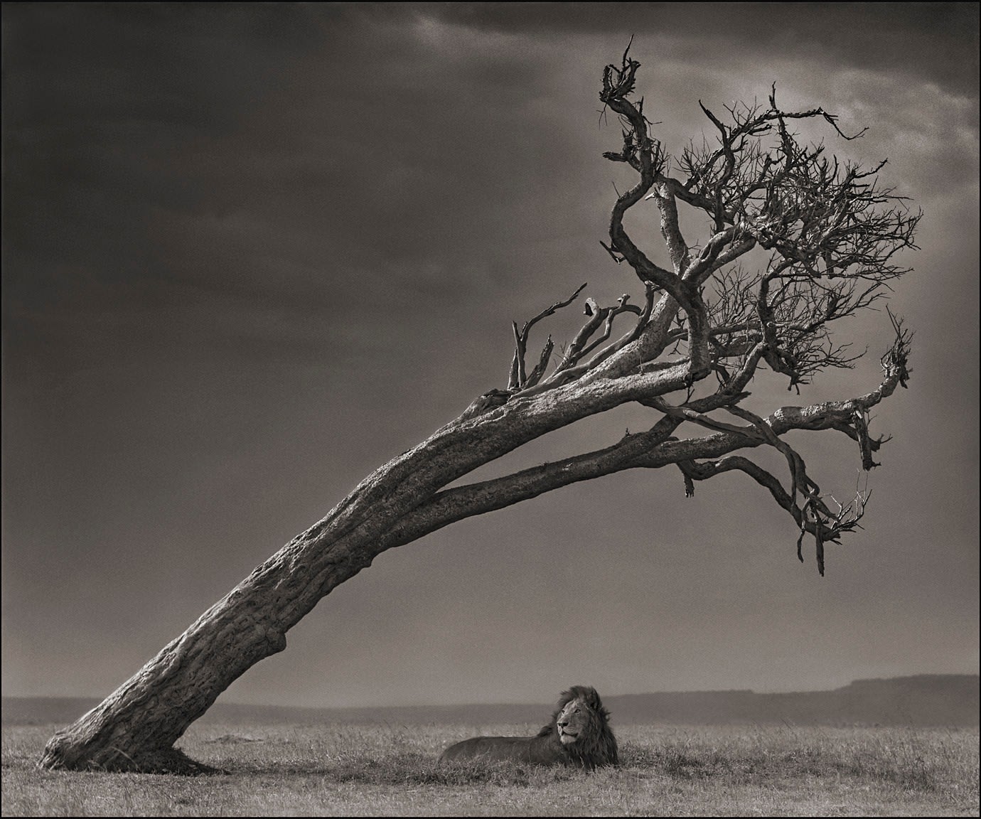 Nick Brandt, Lion Under Tree