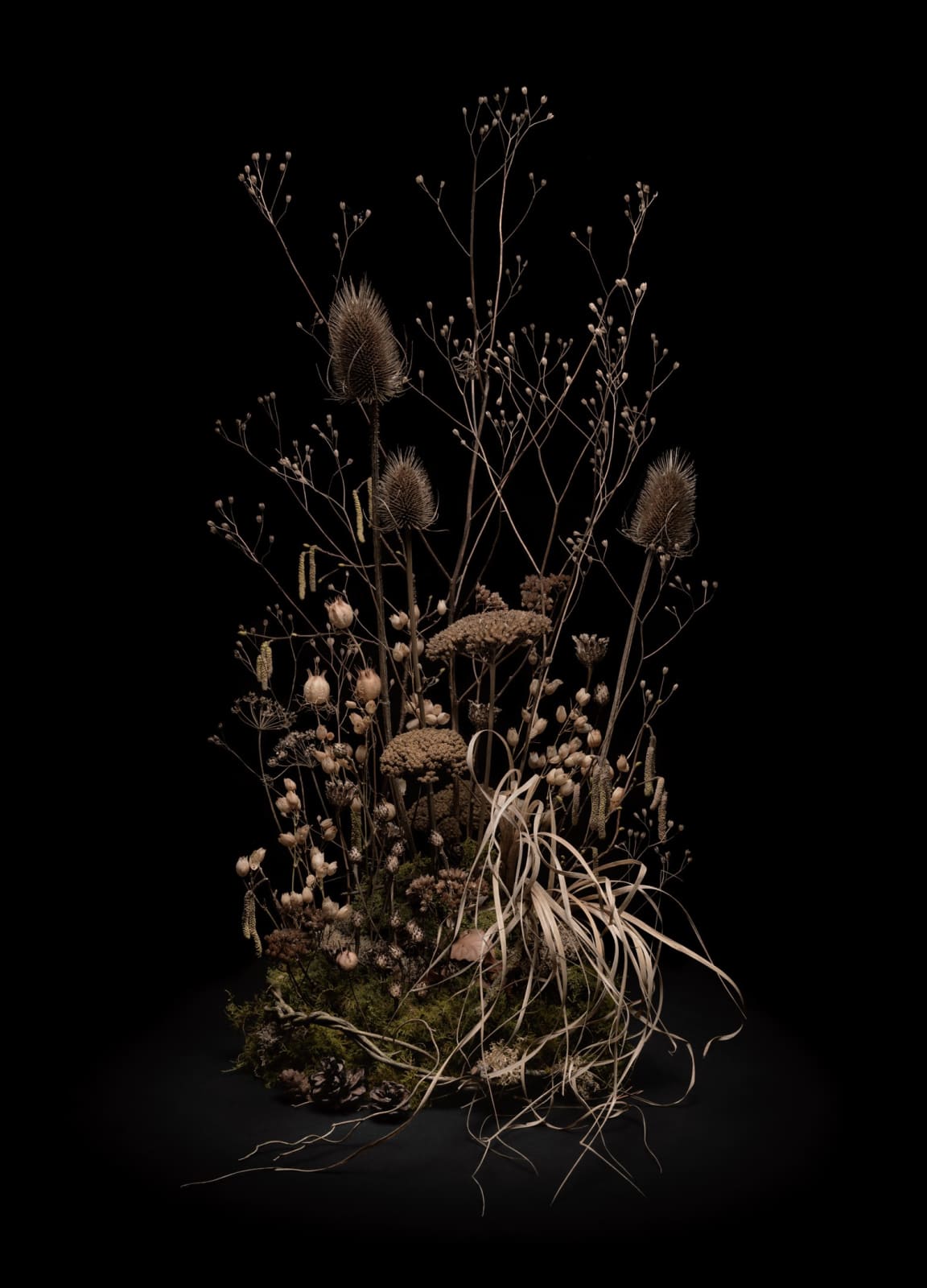 Jasper Goodall, Dark Flora 8, Skeltons of Summer, 2021