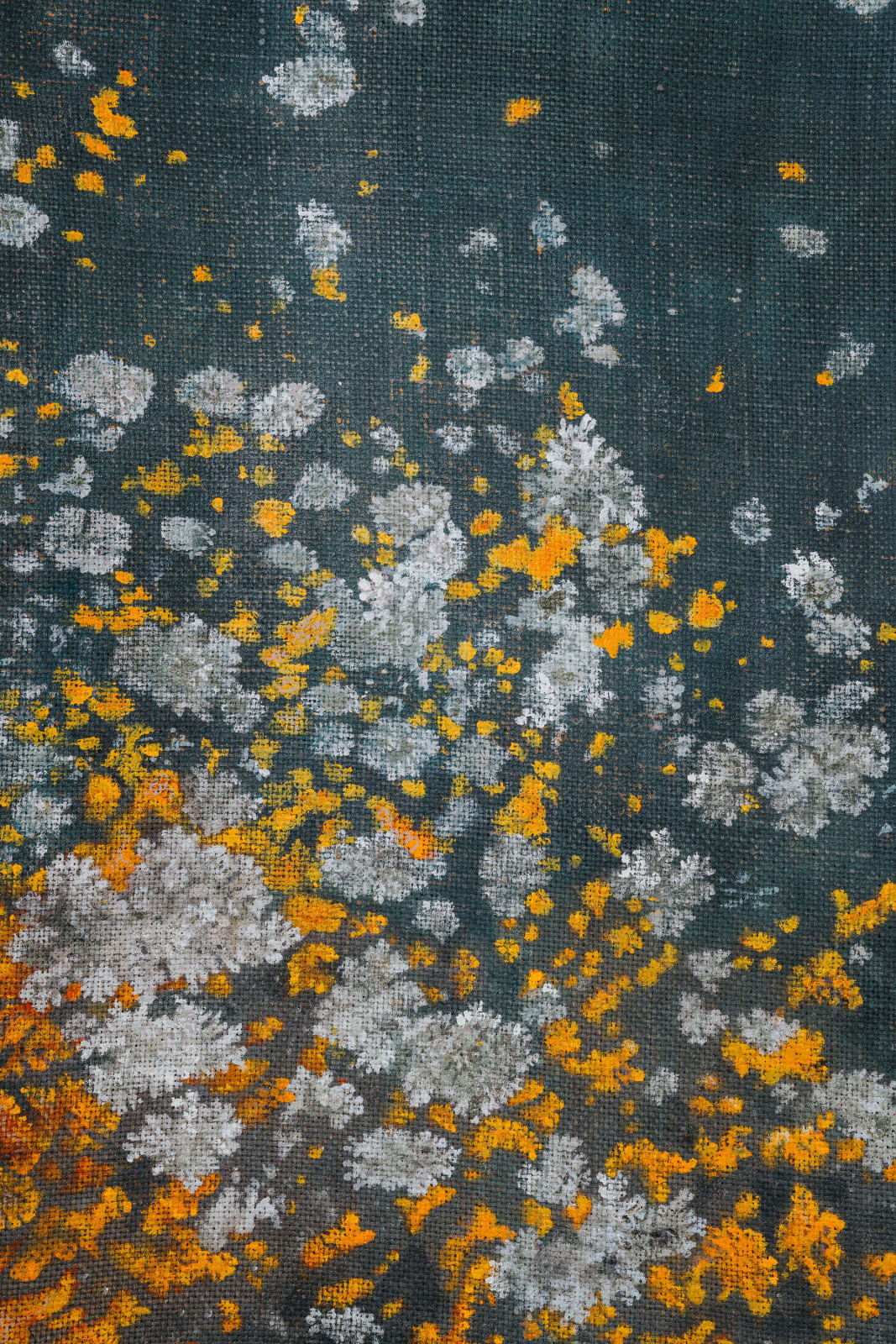 Kerrie Hughes, Lichen 1, 2017