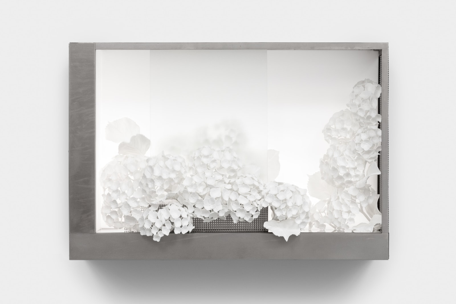 Kat Quay, ImageLayer_TheWhitePicket Fence.tif (Hydrangea), 2024