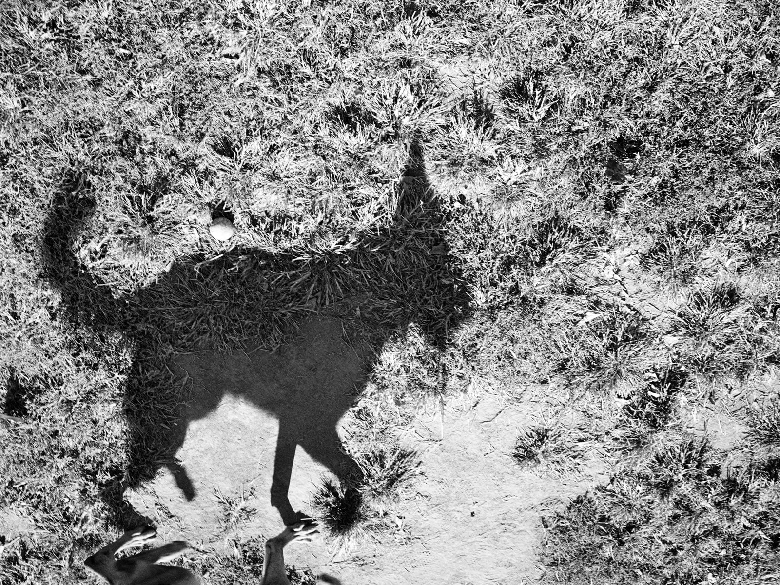 Tom Roma, 06.D96, 2013