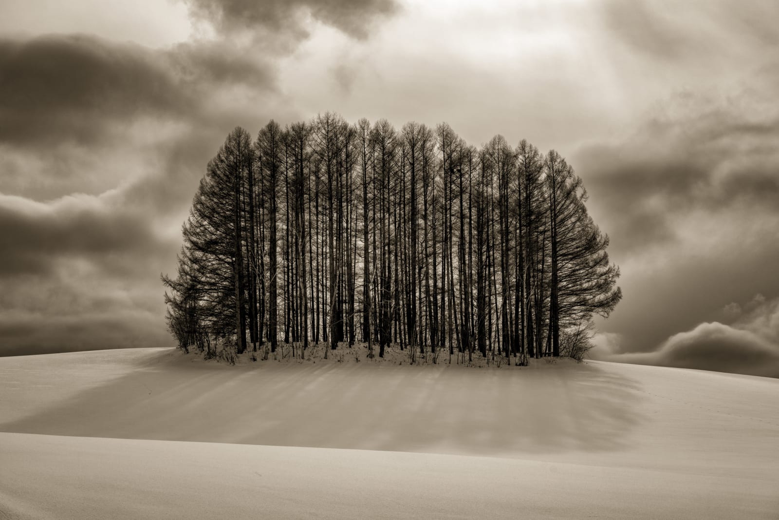 Kerik Kouklis, Backlit Pines, Hokkaido, Japan, 2020