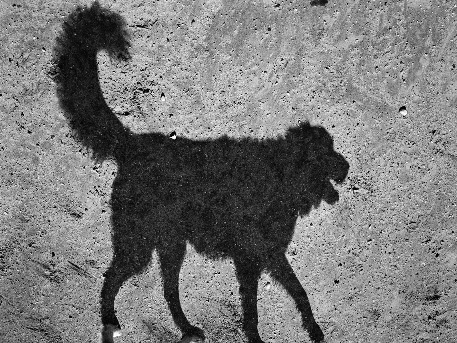 Tom Roma, 05.D42, 2012