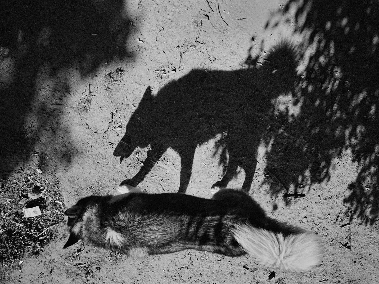 Tom Roma, 16.D10, 2016