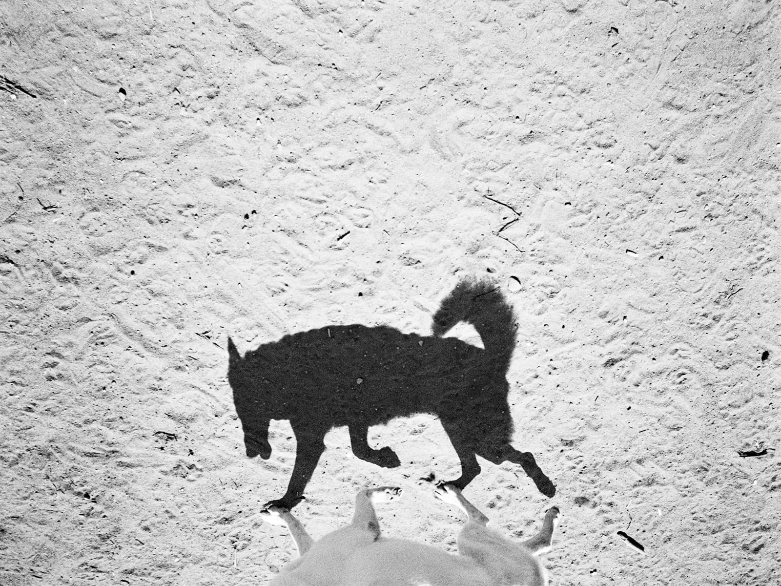 Tom Roma, 13.D71, 2013