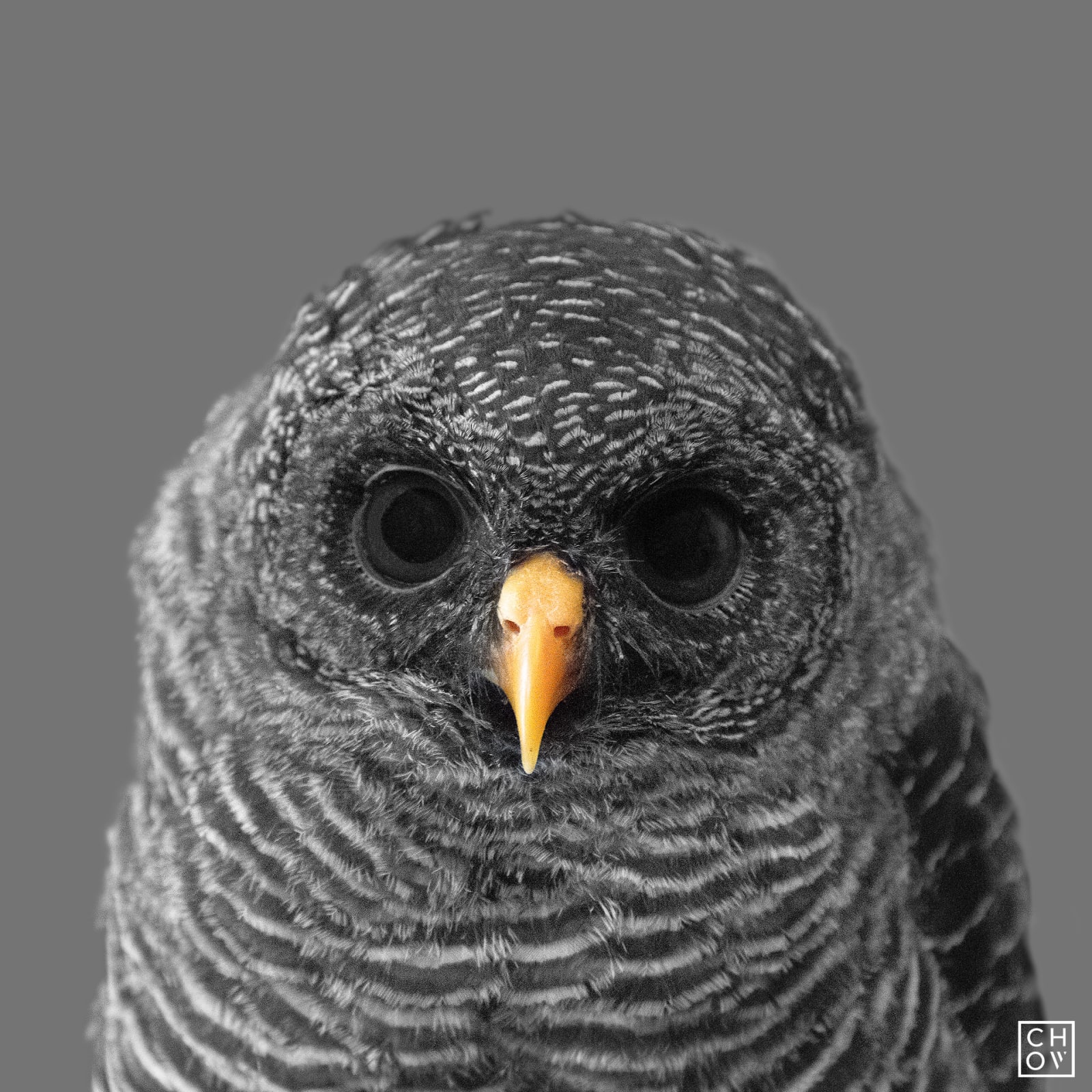 Austin Chow, Six // Owl Eyes, 2016