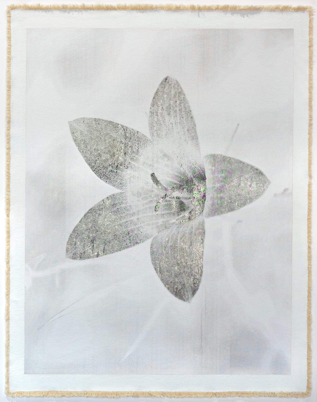 Bill Claps, Spring Flower, St. Moritz , 2025