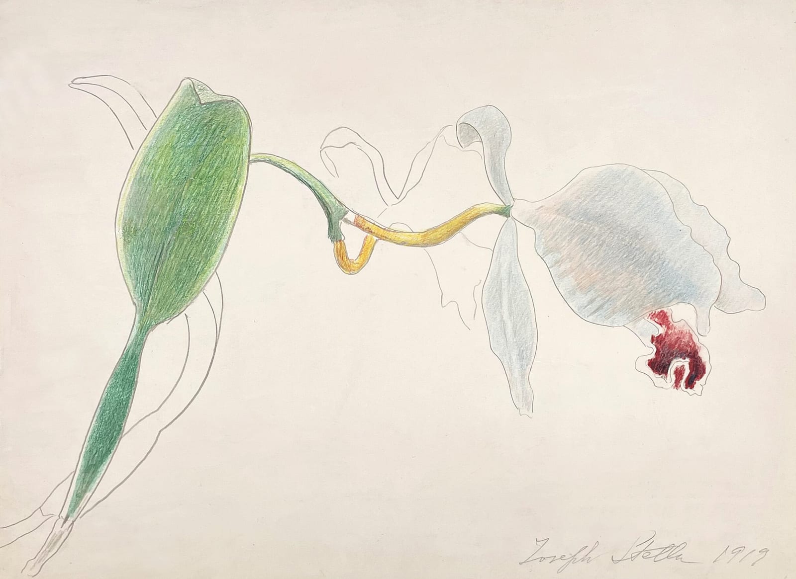 Joseph Stella, Pink Orchid, 1919
