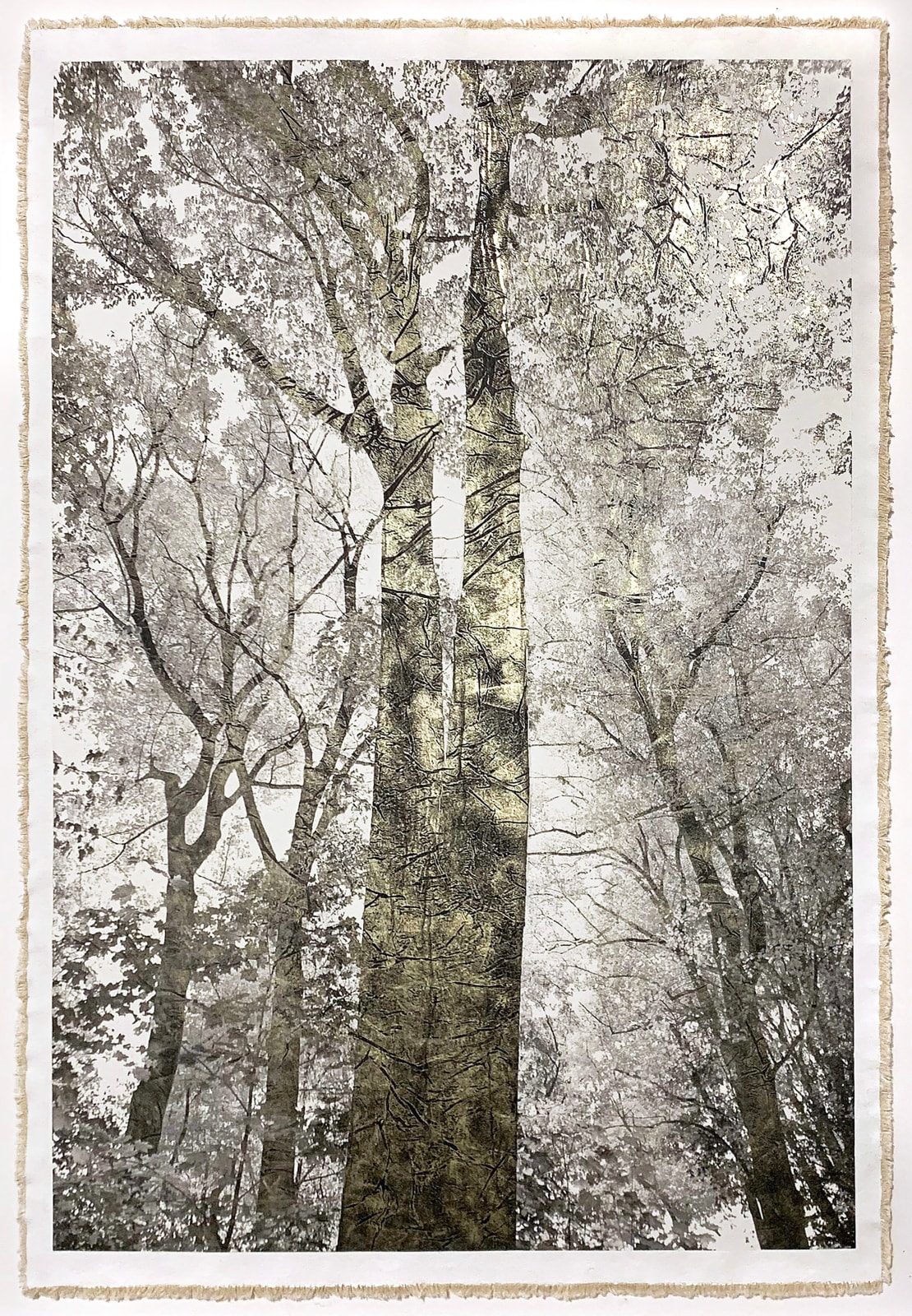 Bill Claps, Majestic Oaks, 2024