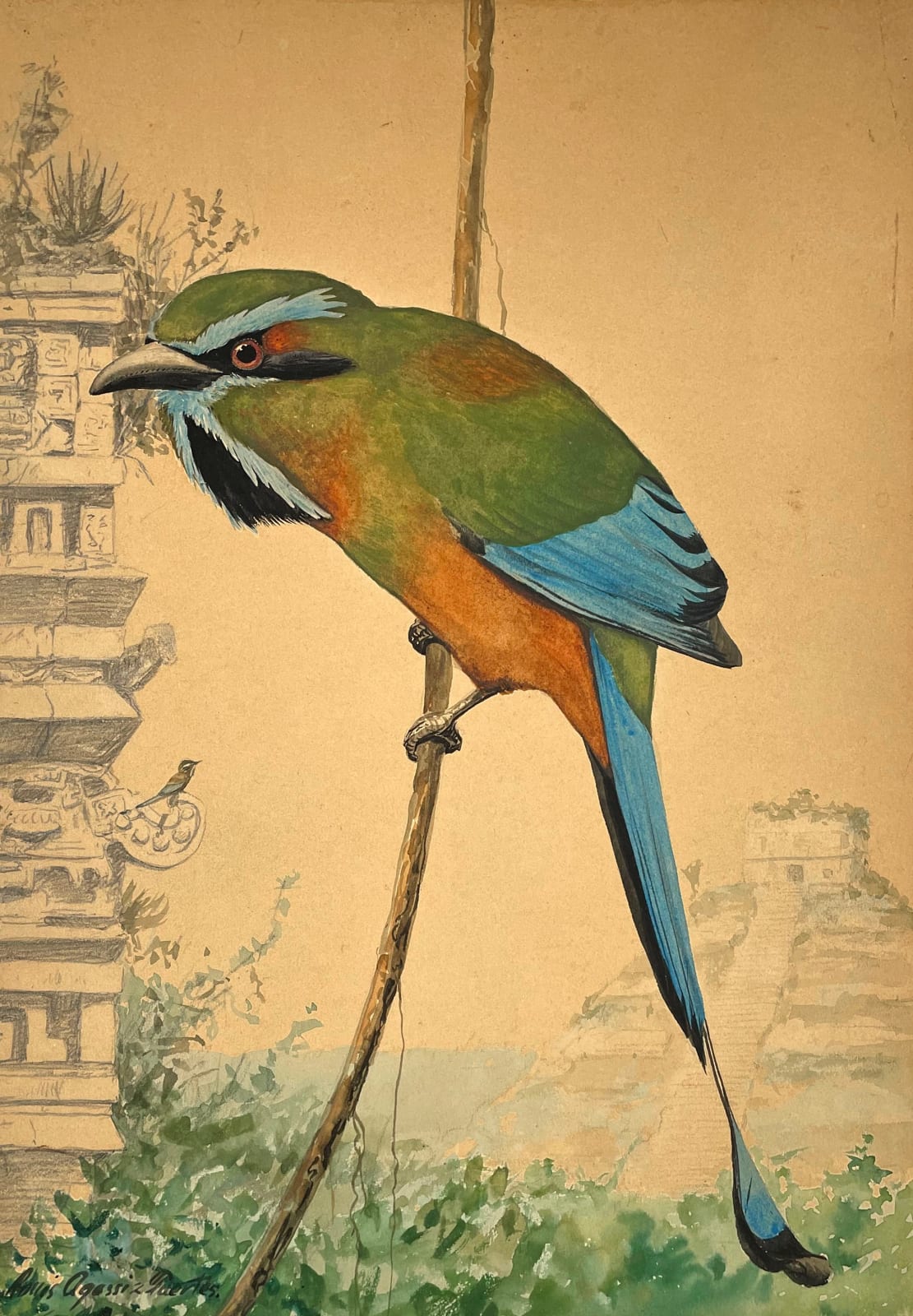 Louis Agassiz Fuertes, Turquoise-browed Motmot