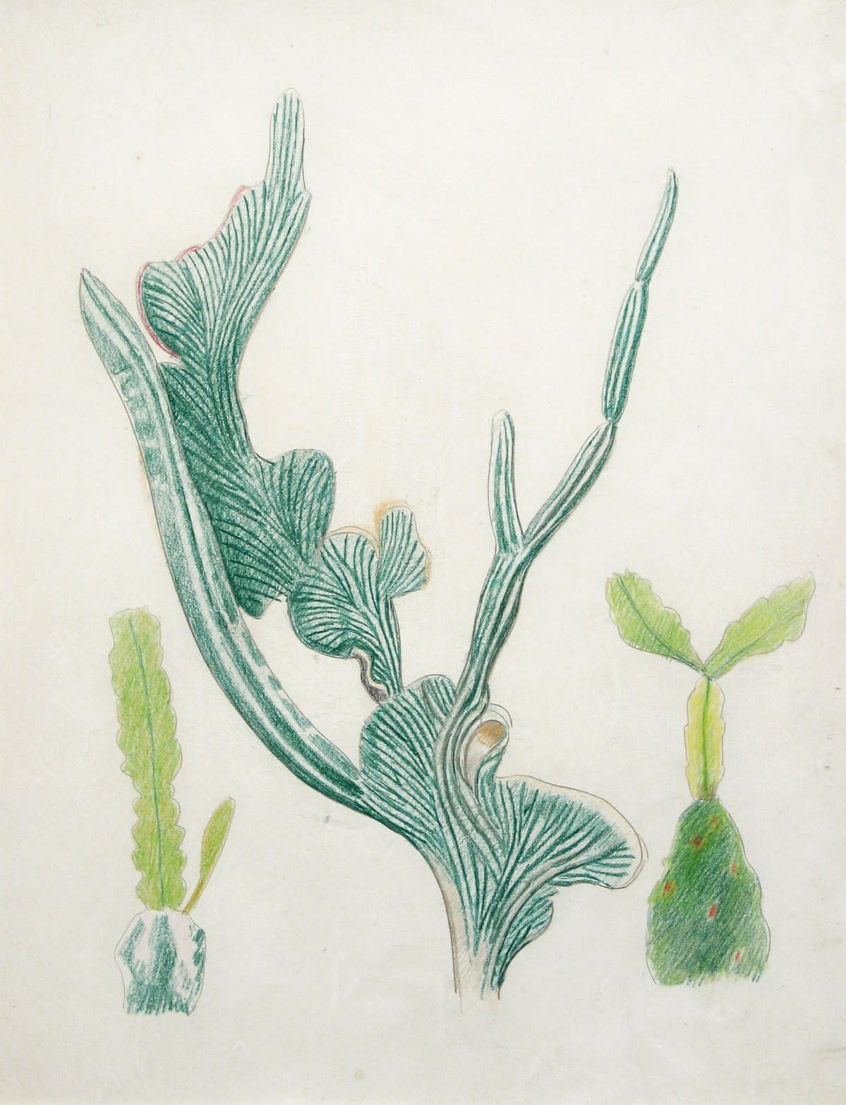 Joseph Stella, Cactus Stems